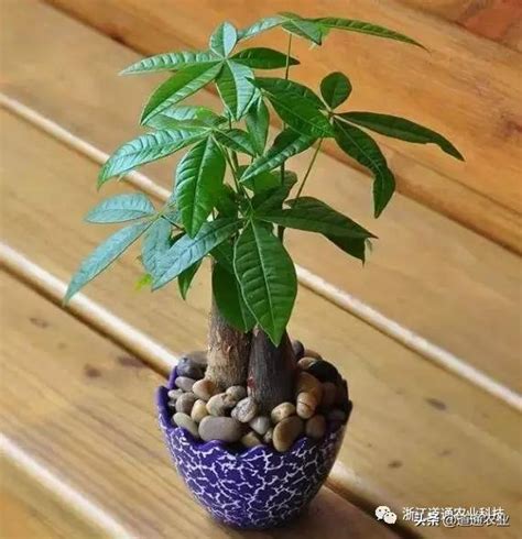 發財樹種類|發財樹有哪些？8種招財植物讓你財源滾滾 